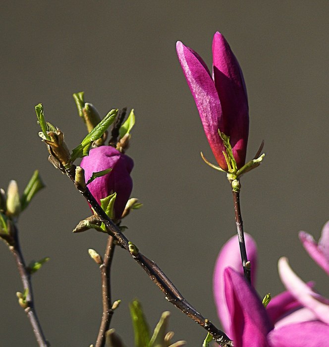 magnolia flower