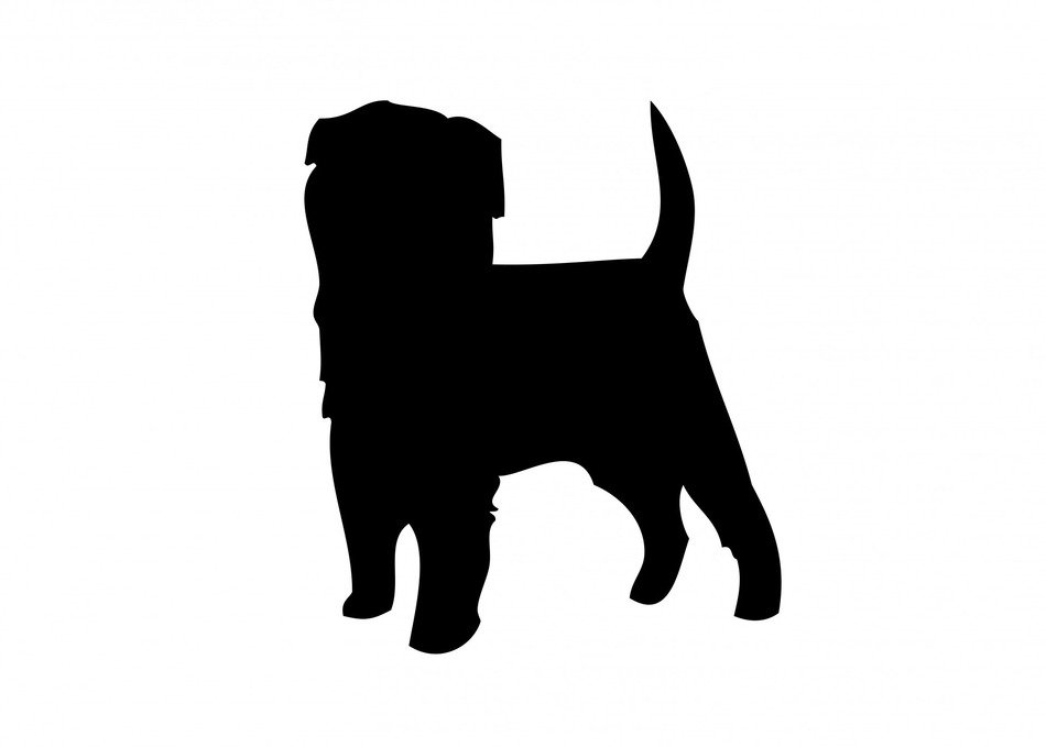 dog affenpinscher animal pet