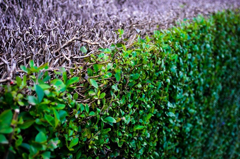 abstract background bush close