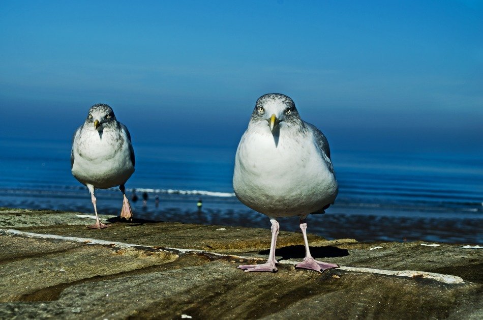 seagulls with the see on the background