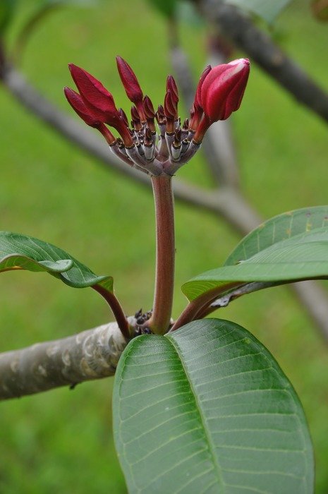 Plumeria buds pink red flowers free image download