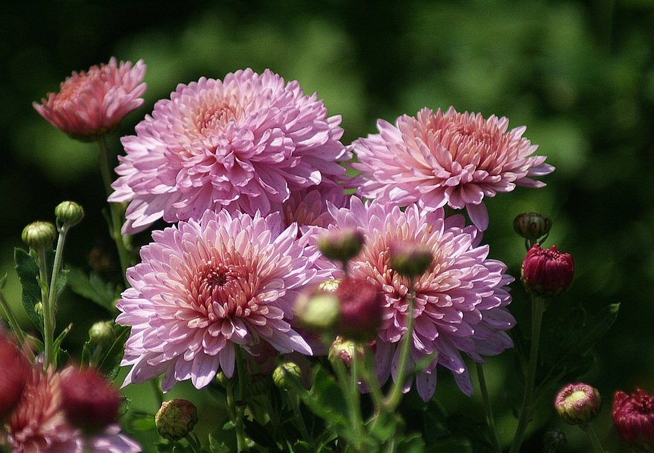 astra flowers garden pink