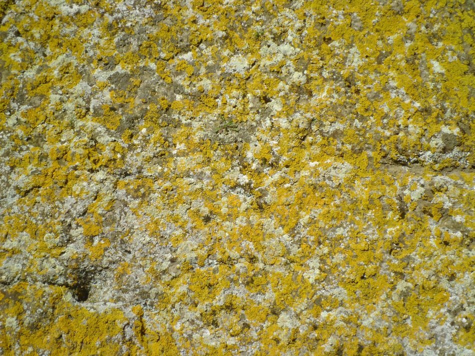 background lichens wall rock
