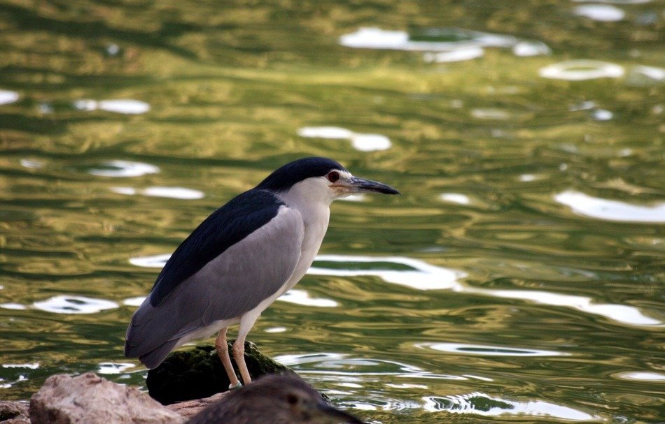night heron crowned herons
