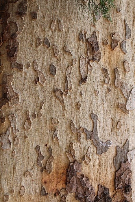 tree trunk pattern scorza