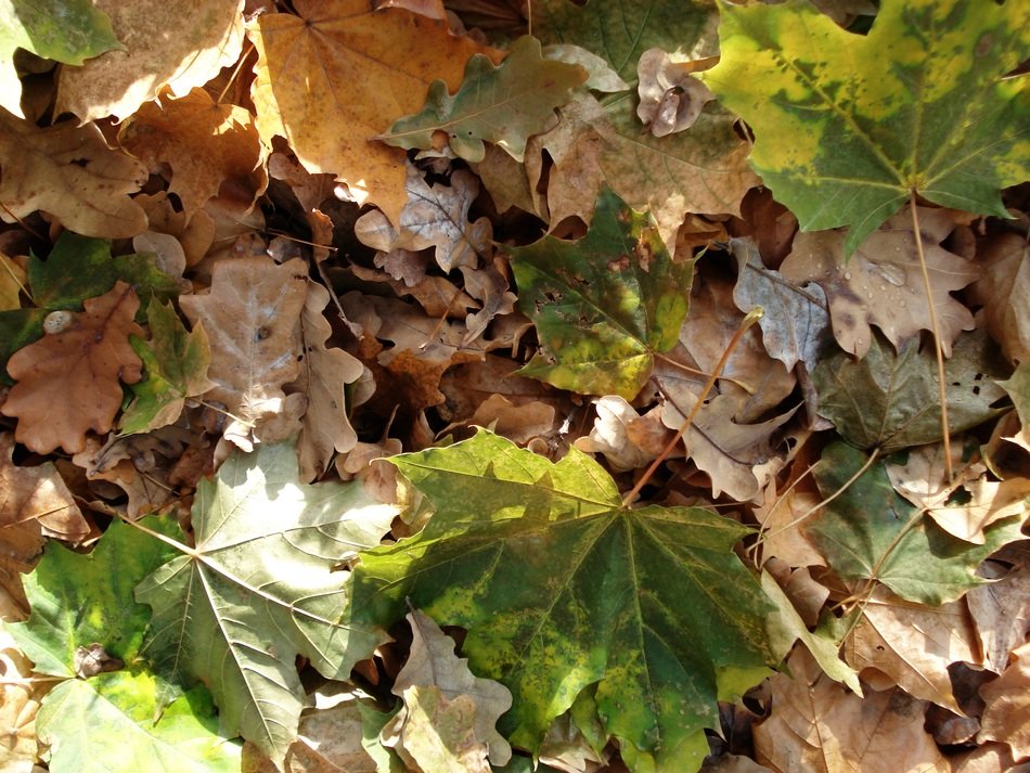 autumn leaves