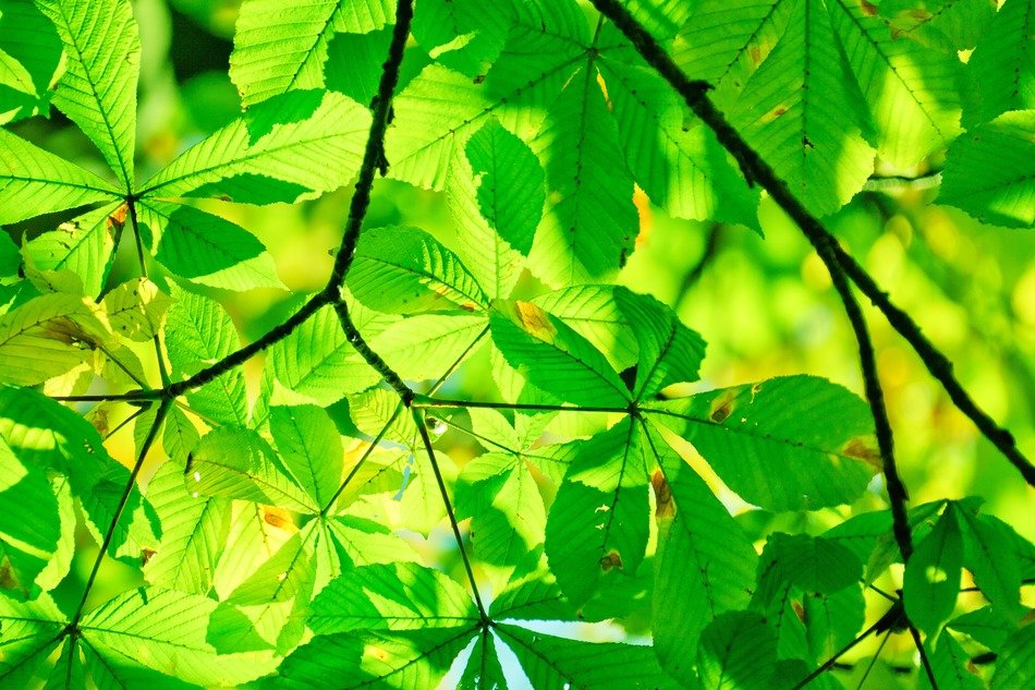 abstract background detail ecology