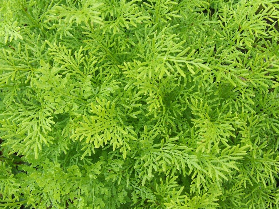 plants texture macro background