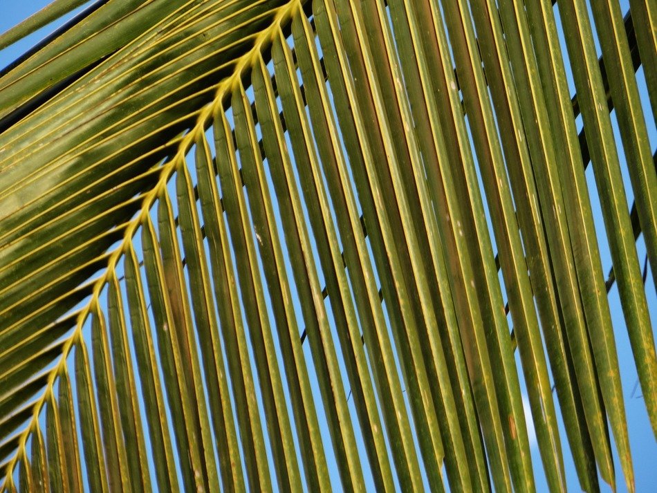 coconut tree leaves leafy abstracts