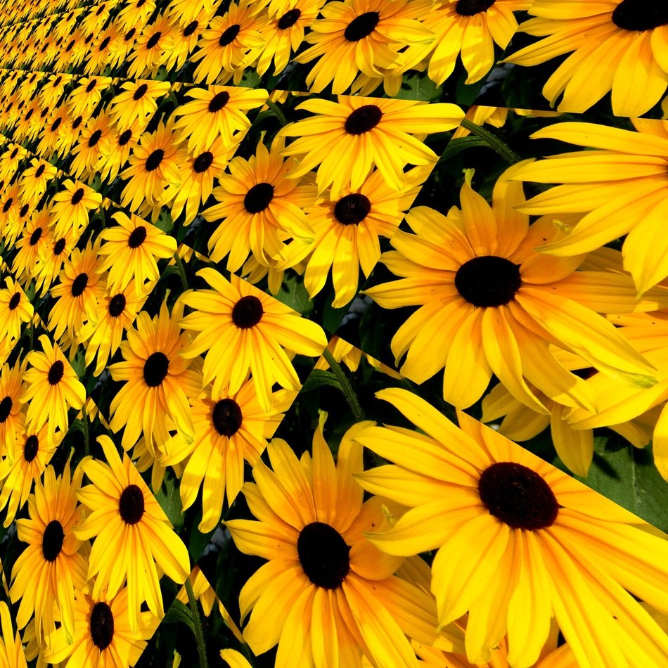 background flowers rudbeckia nature