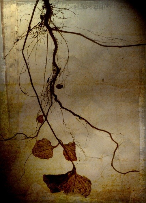 roots hanging art textured painted