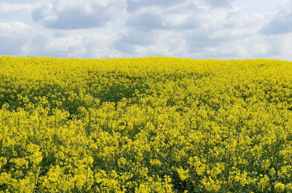 flower canola season yellow field