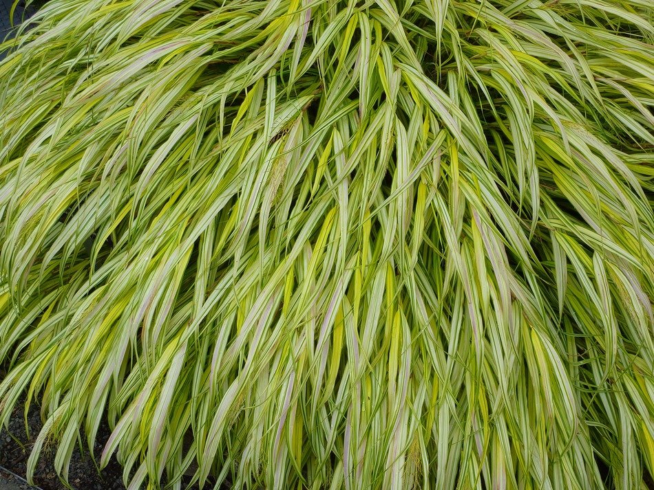 grass shrub shrubs landscape