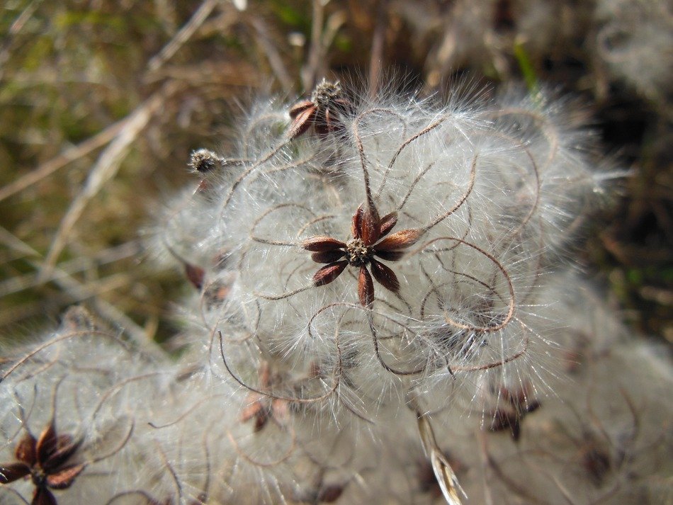nature plant pappus seeds downy