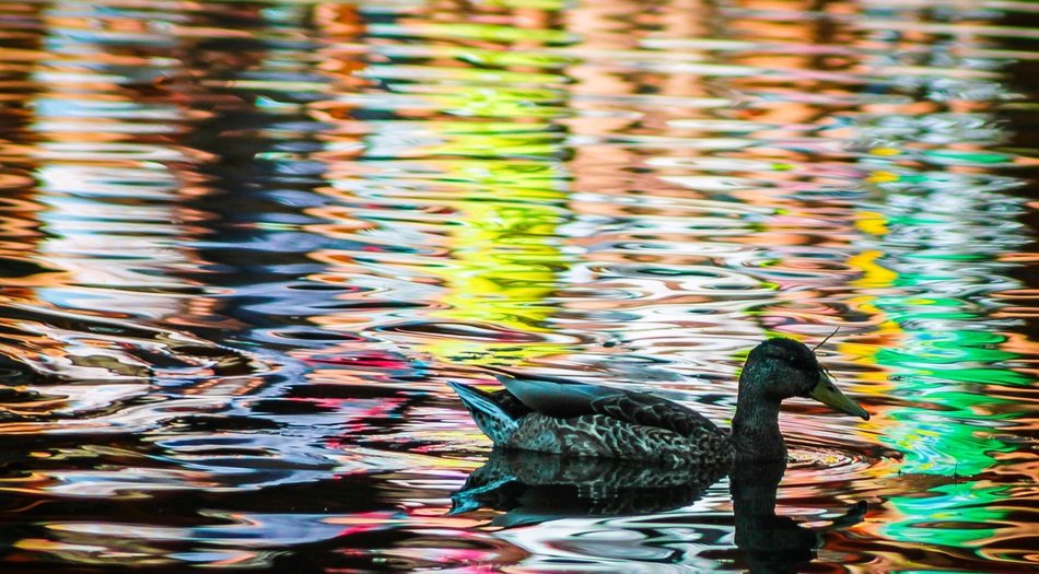 duck mallard bird mad C3 A1rf C3 A9le