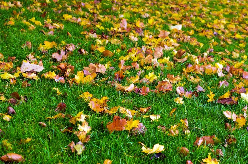 autumn season leaves color grass