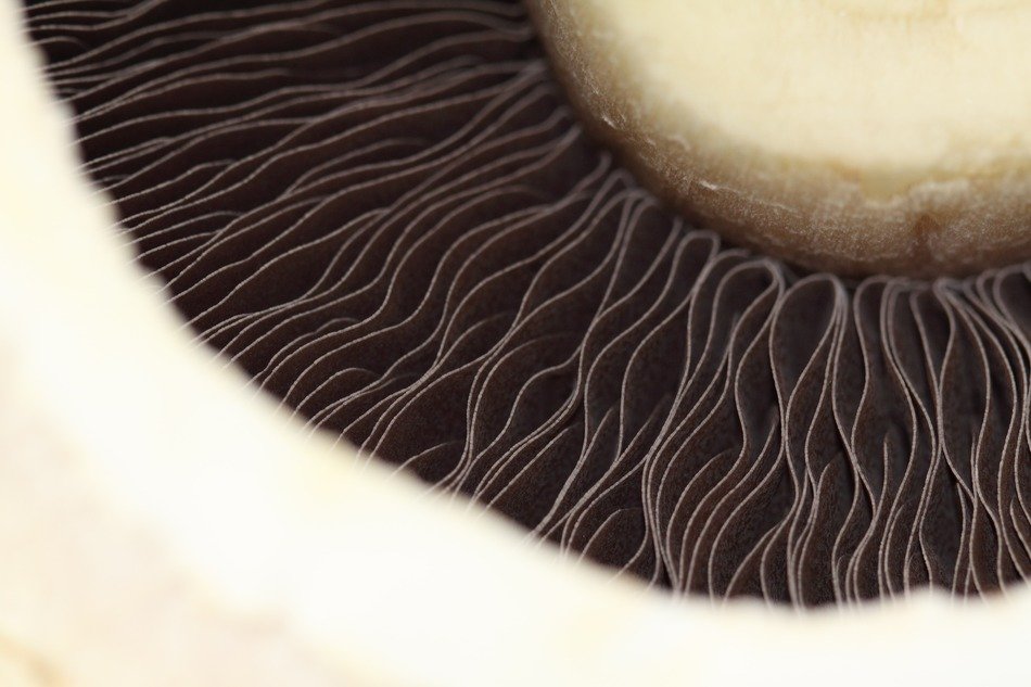 mushroom food white background