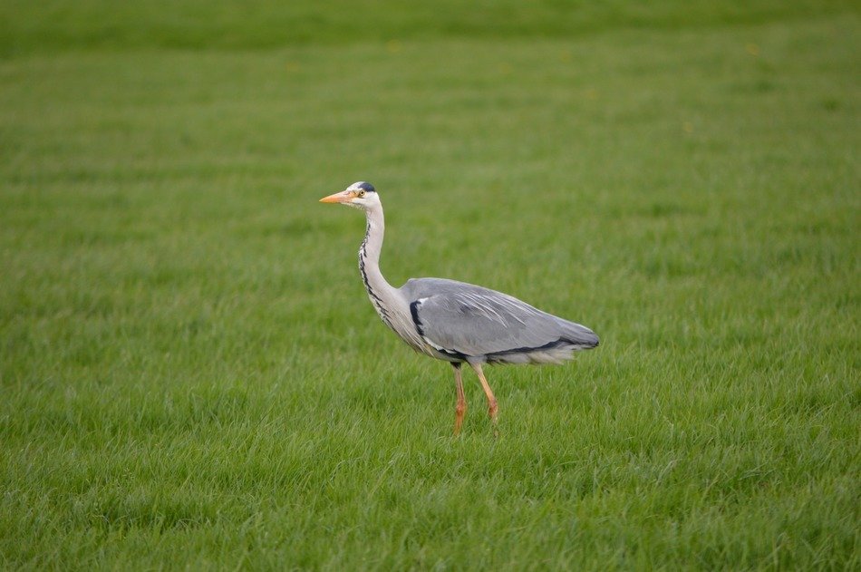 heron birds wildlife freshwater