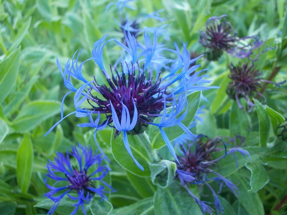 flower cornflower blue plant