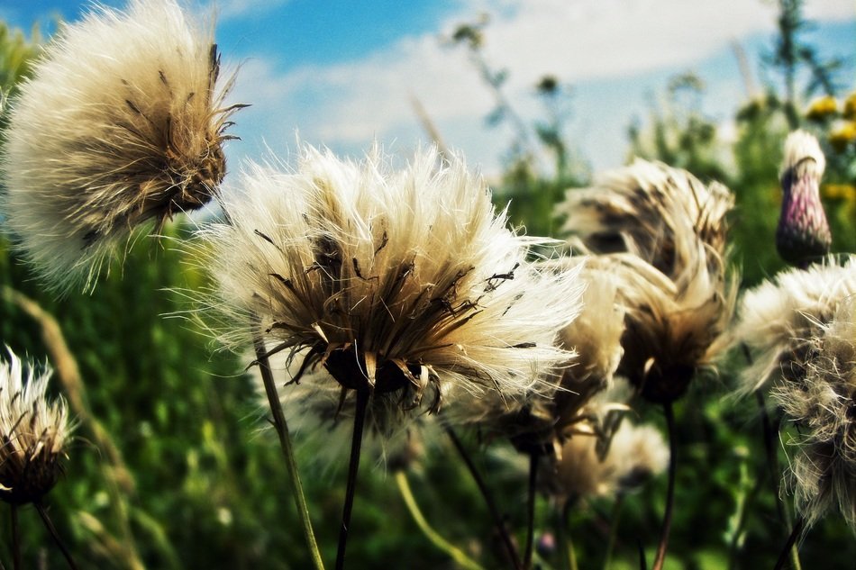 dandelions dandelion impression