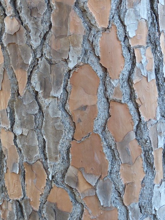 bark tree trunk texture wood