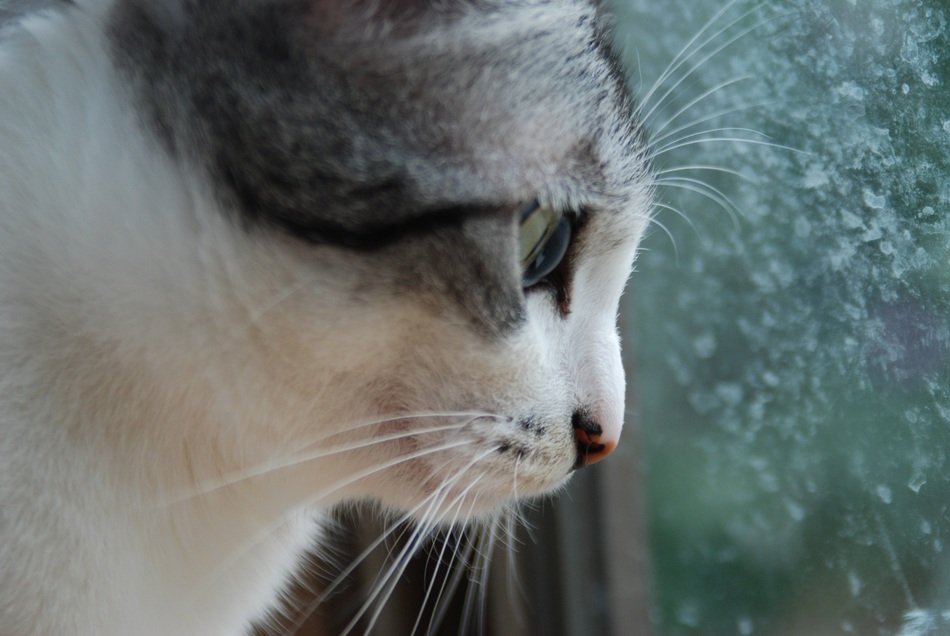 cat cute japan female face
