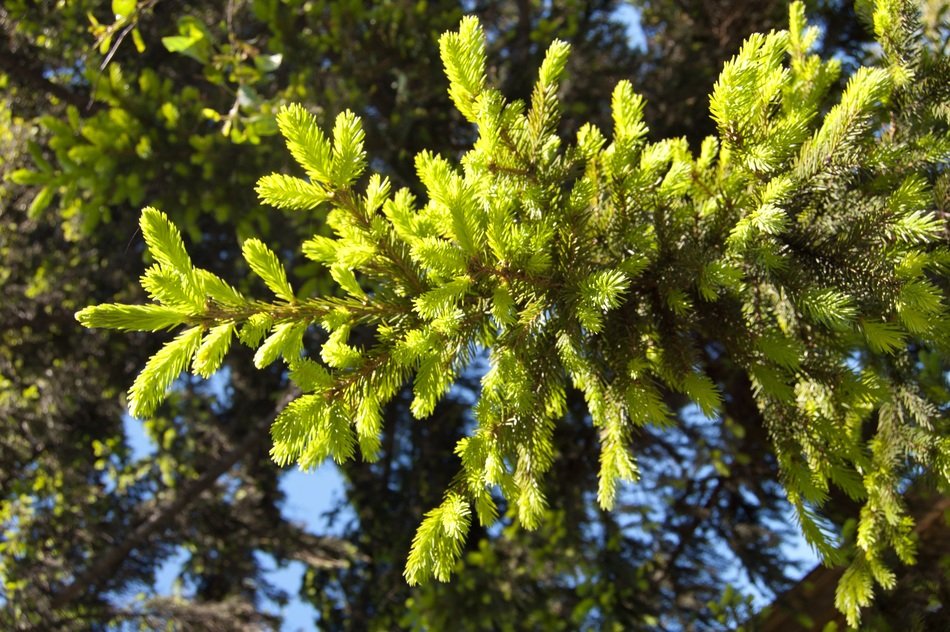 spruce fir branches in the sun