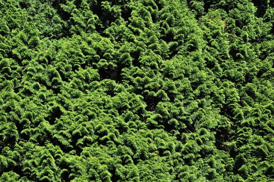 shrub flora green background