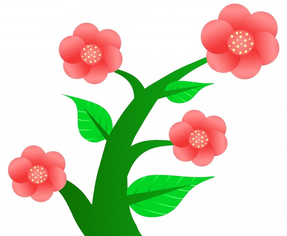 flowers nature white background