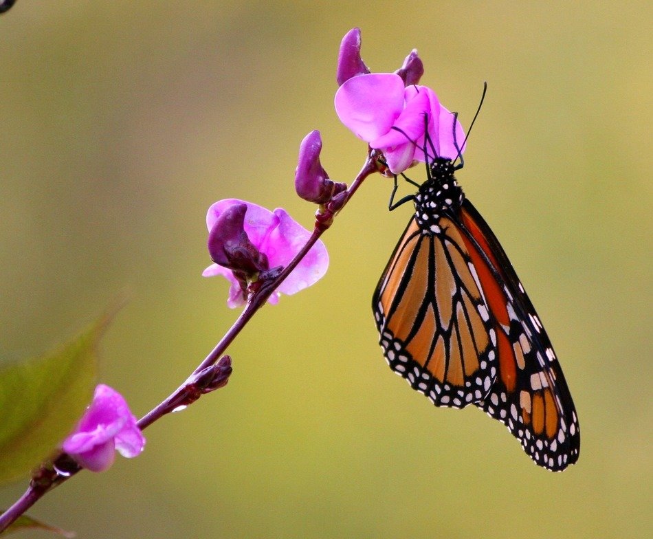 monarch butterfly pink flowers