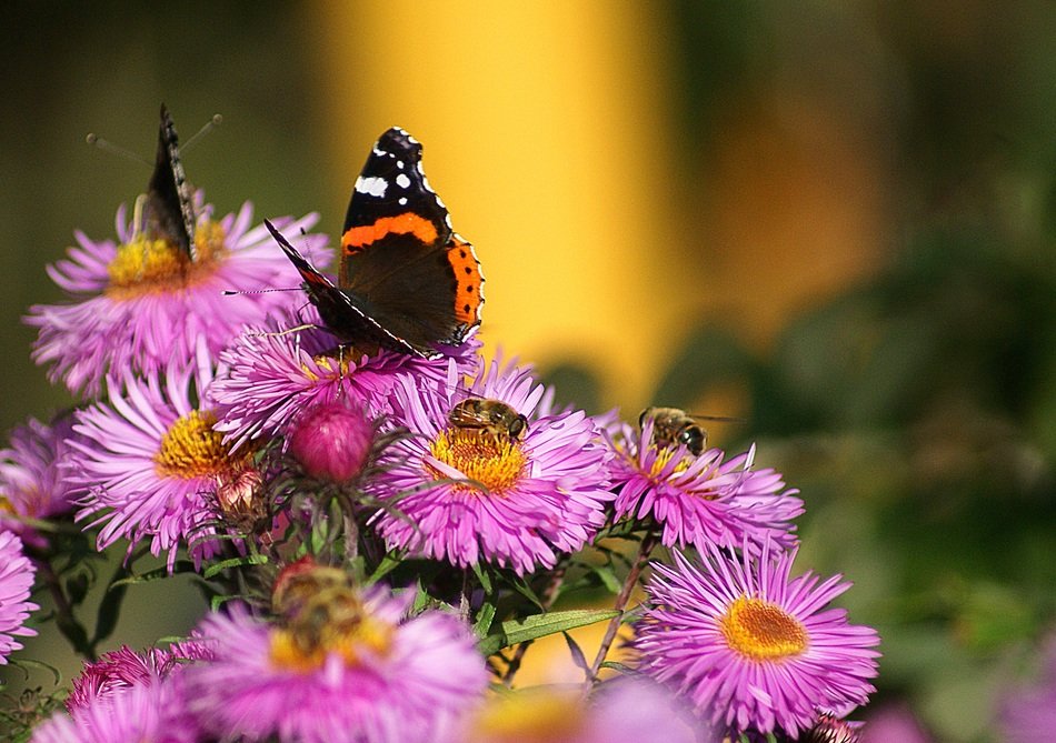butterflies fair admiral flowers