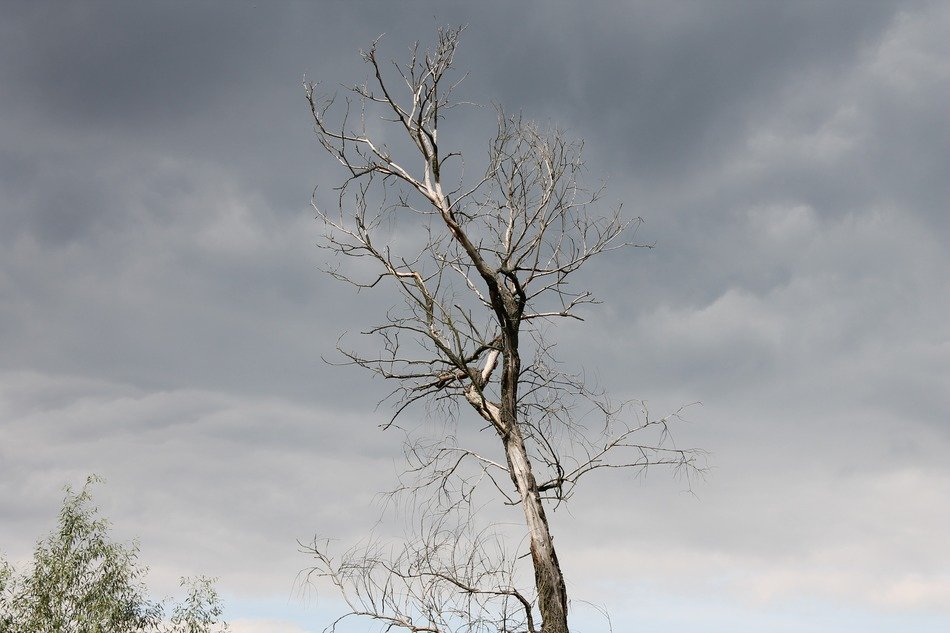dark tree sky nature