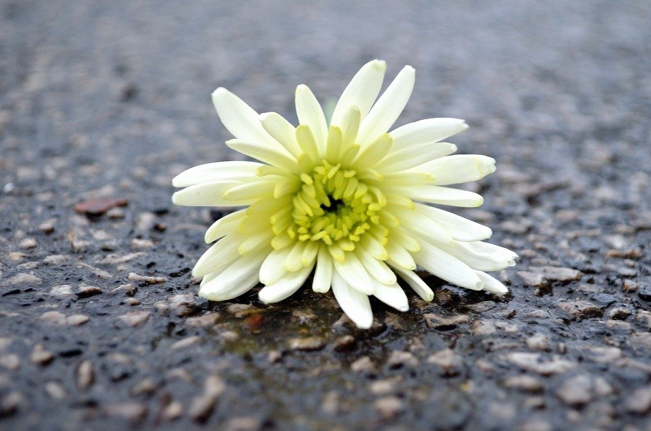 flower macro background roads