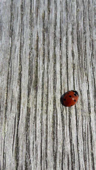 tree invoice ladybug beetle