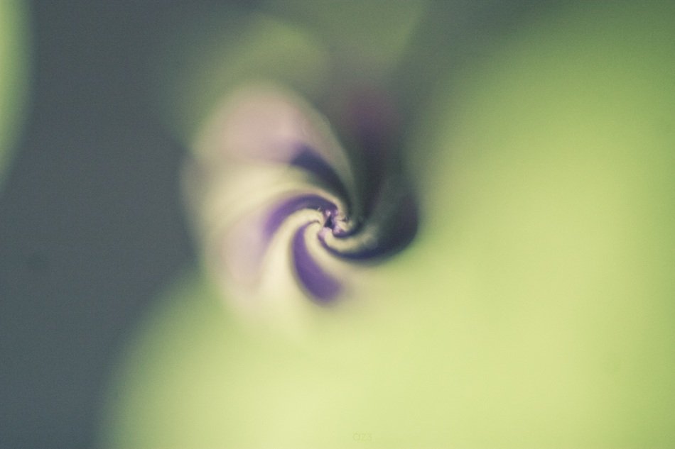 nature sprial E2 80 B2 macro flowers