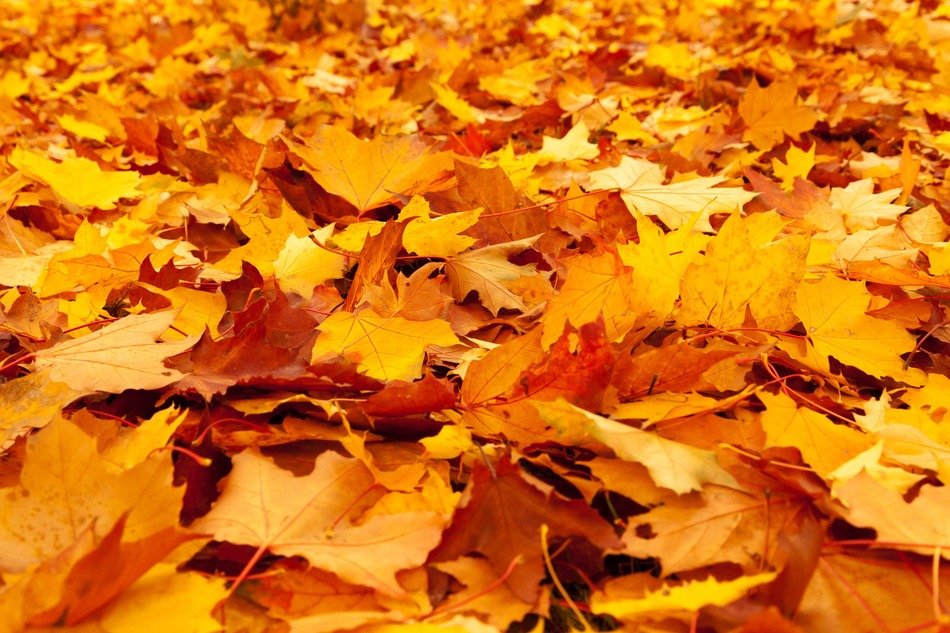 background with golden maple leave