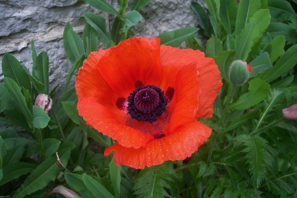 poppy flower red plants green