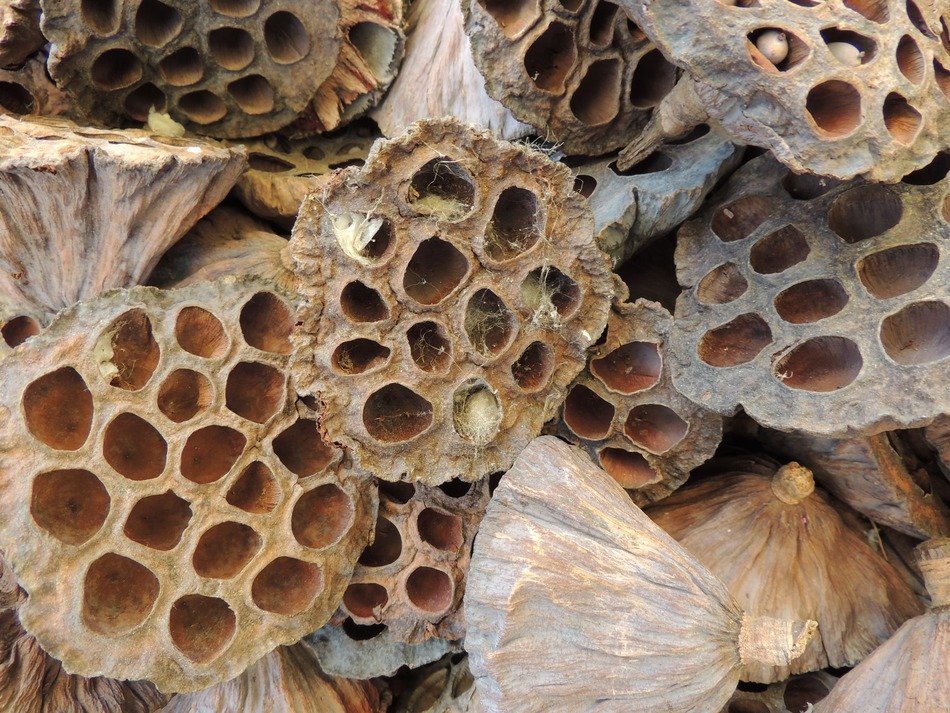 the hive hollow hornissennest