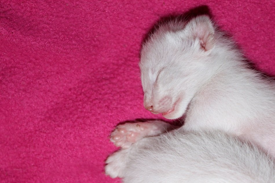cat baby kitten siam fur