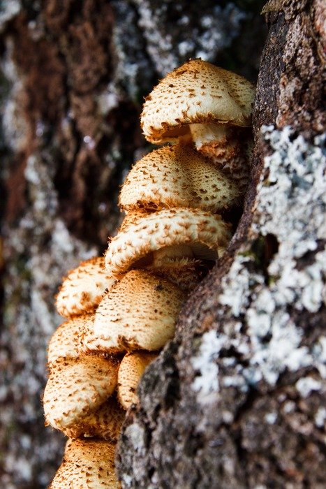 autumn bunch detail forest fungi