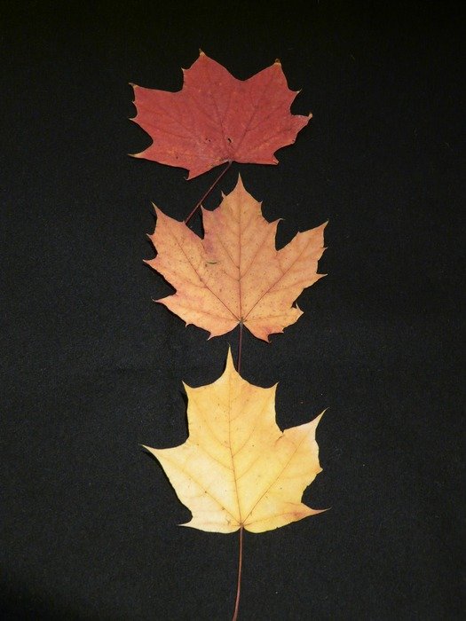 maple leaves fall pressed