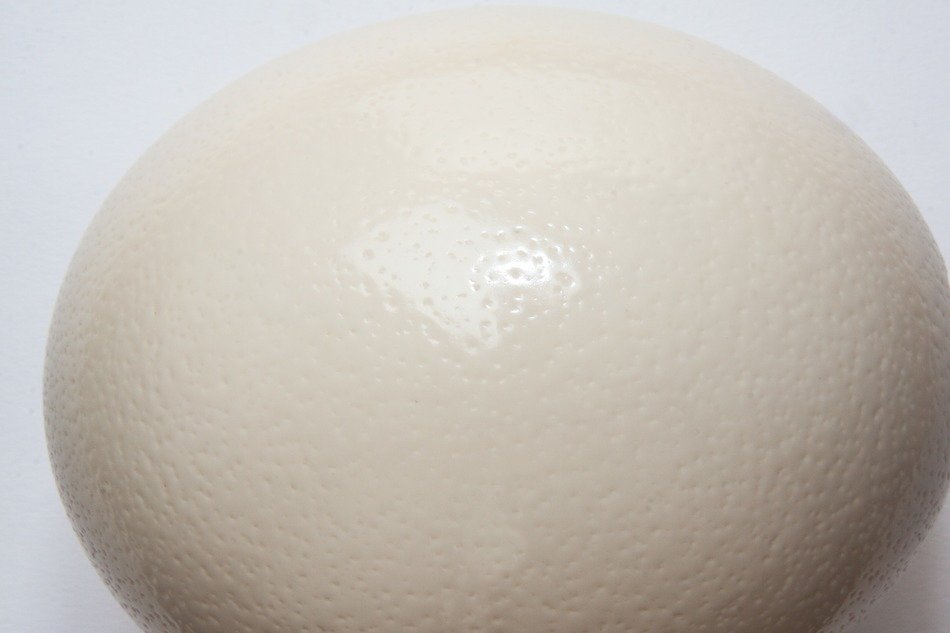 egg ostrich structure fund