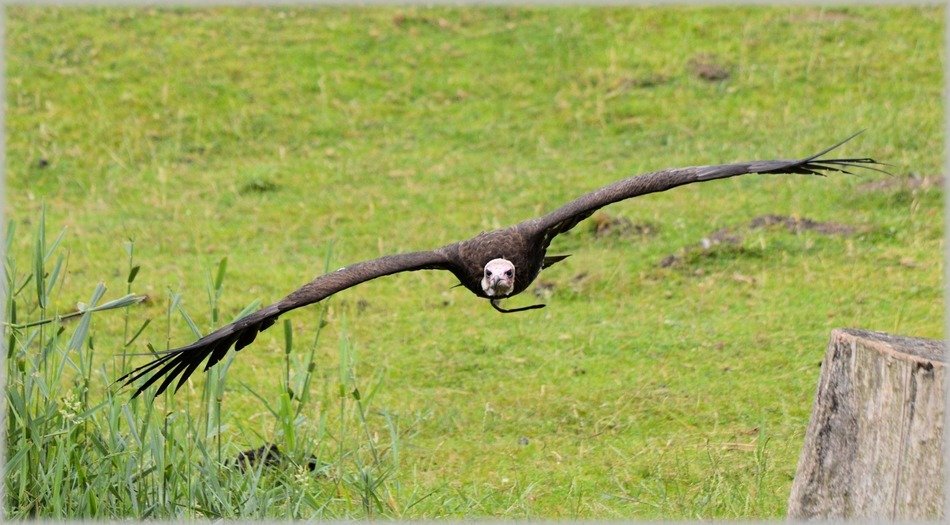 hawks birds raptors flying large