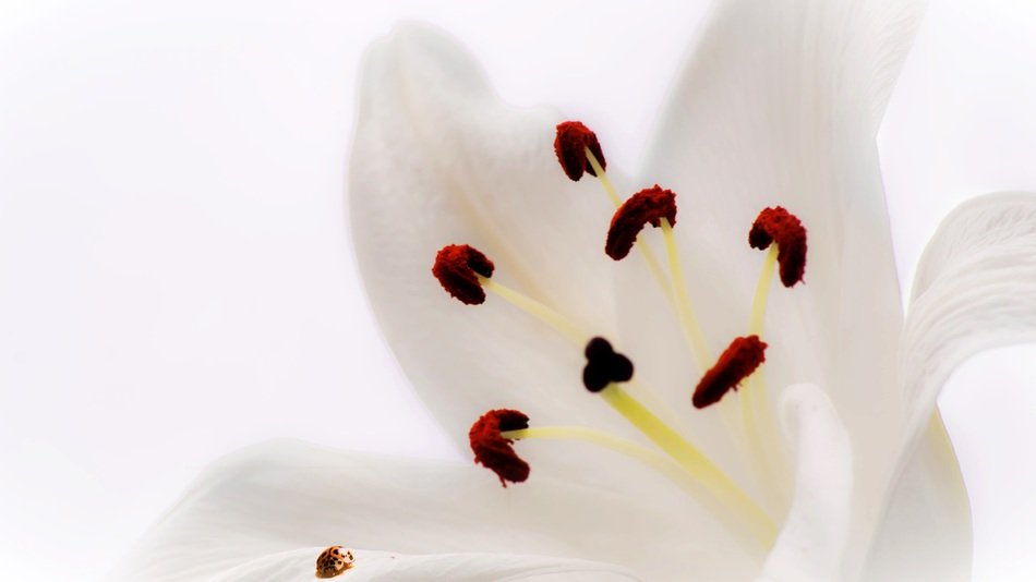 flower lys ladybug pink insect