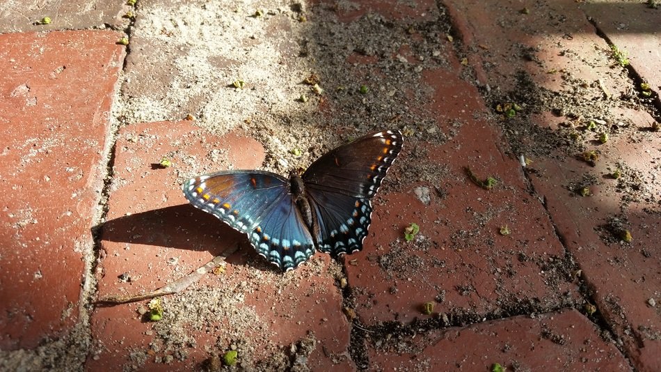 butterfly close up butterflies