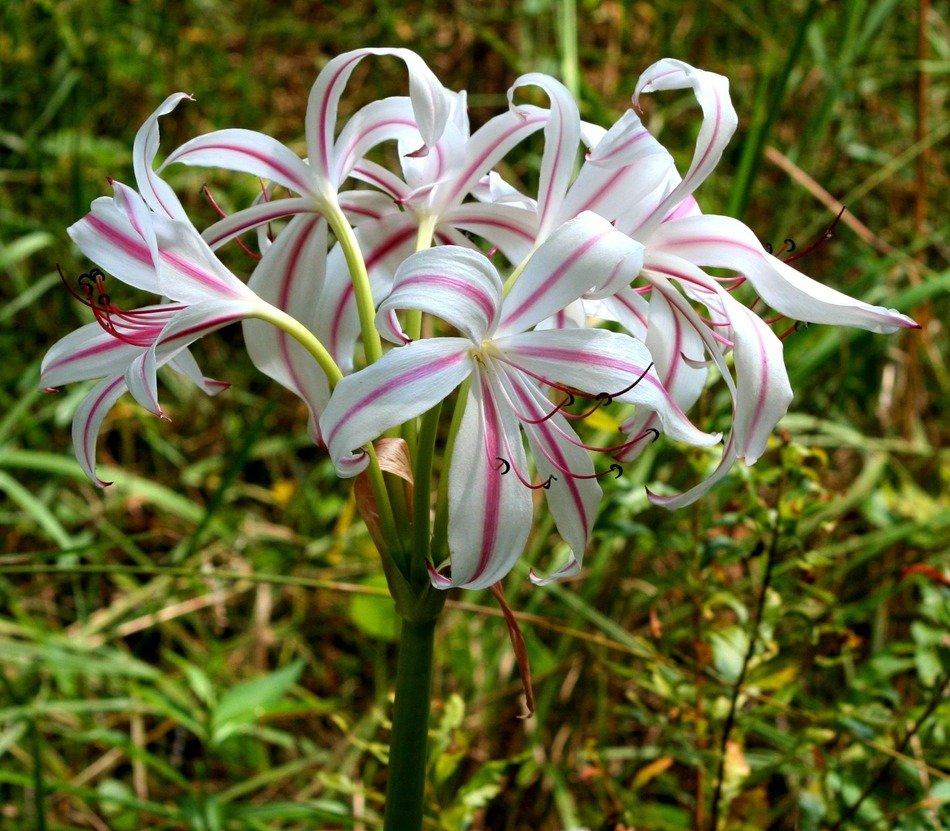 lilies lily flowers white pink