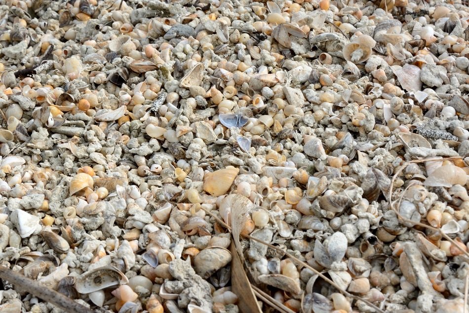 mussels stones beach background
