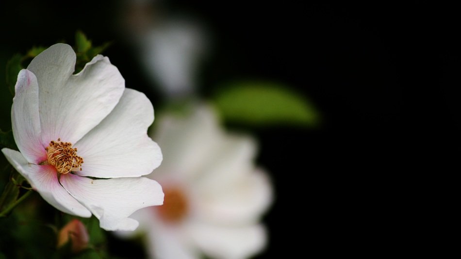 roses black background purity