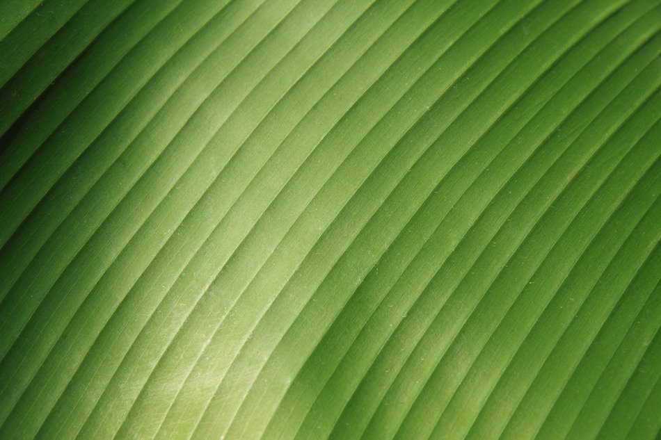 abstract background banana close up