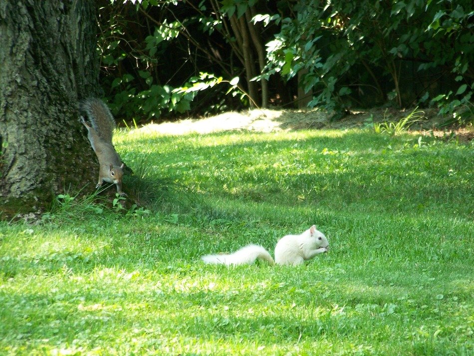 squirrels white brown animals